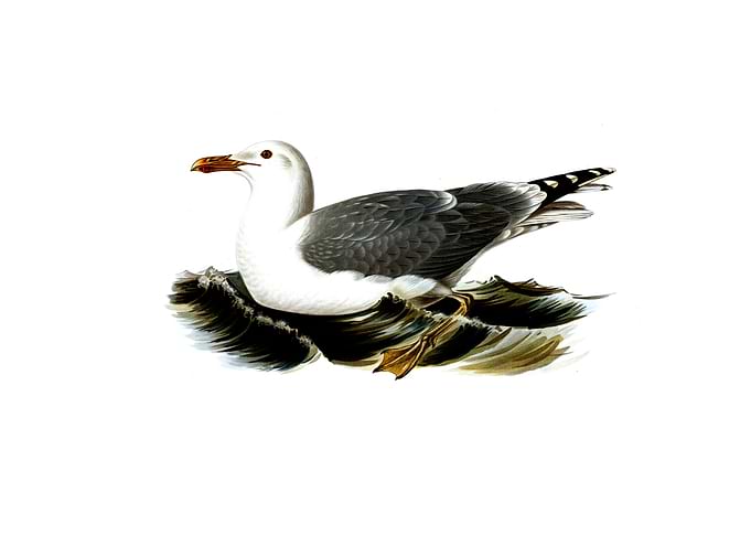 European Herring Gull Bird