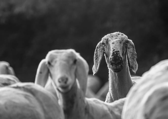 Inquisitive sheep
