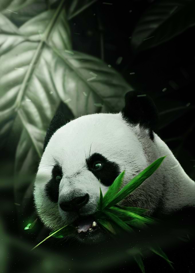 Panda