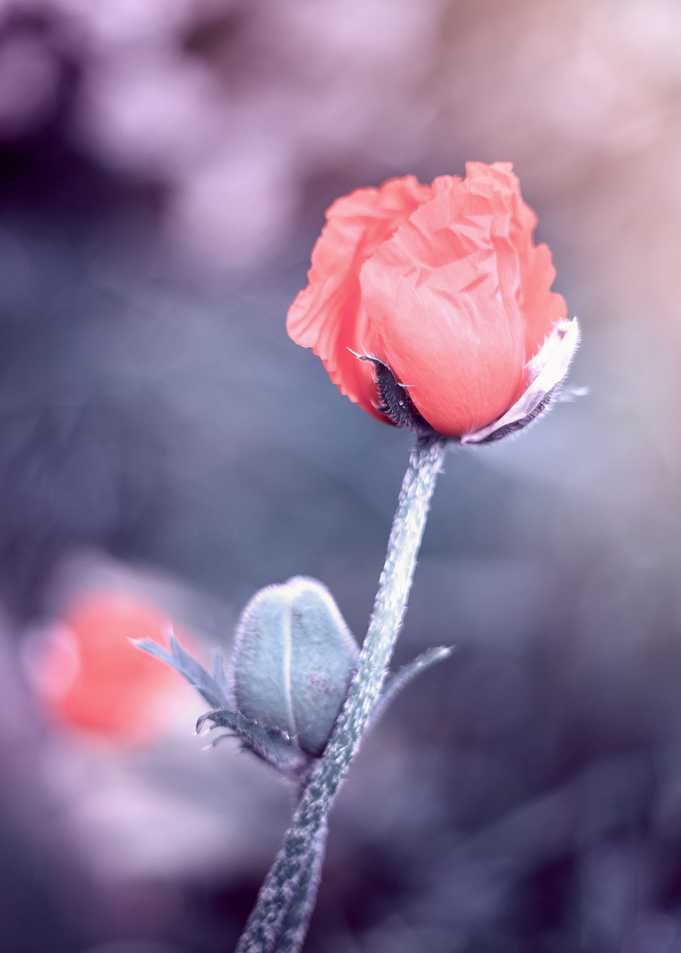Pink poppy flower, macro