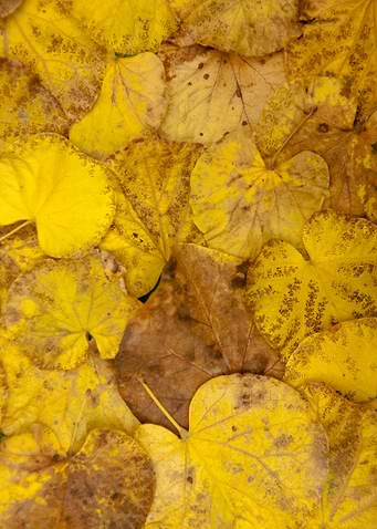 Leaves dead floor texture