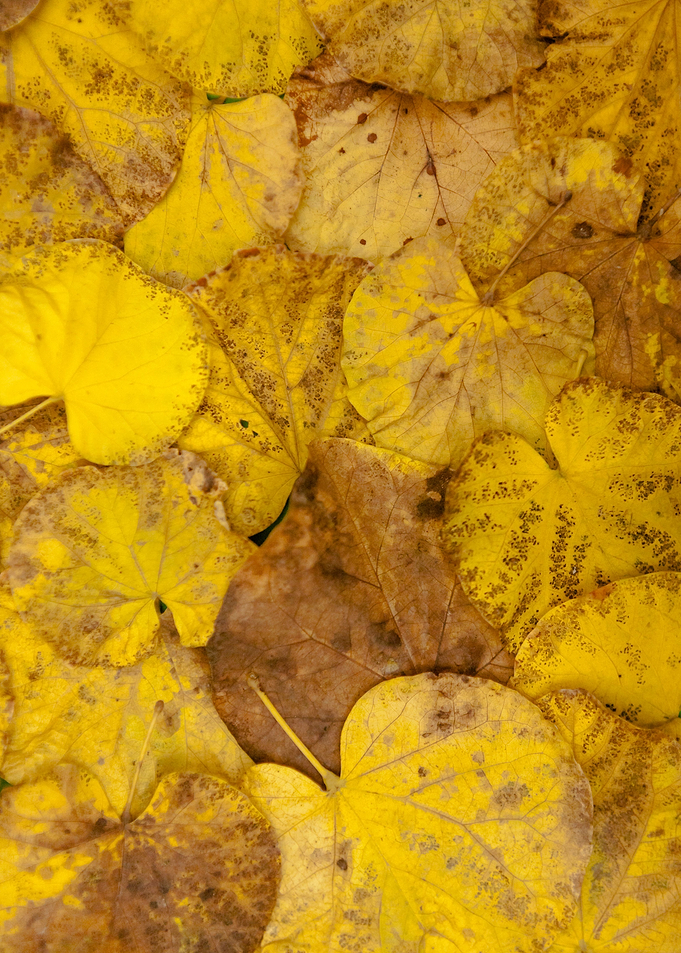 Leaves dead floor texture