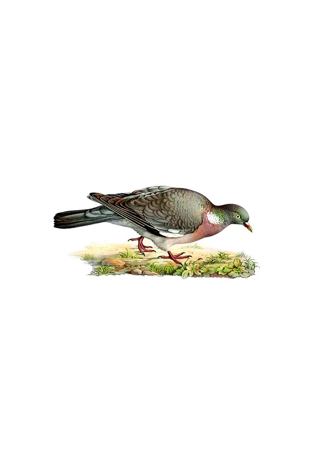 Vintage Common Wood Pigeon