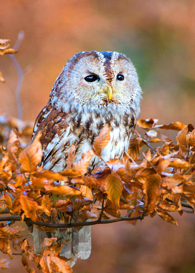 Tawny Owl