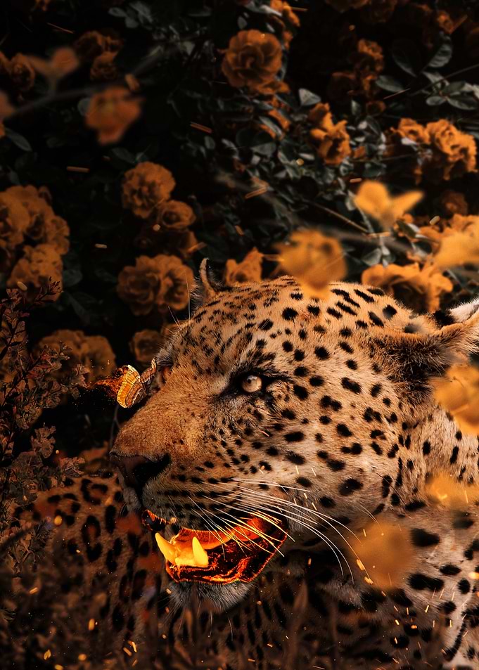Gold Leopard