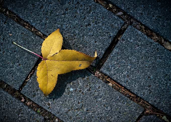 Autumn