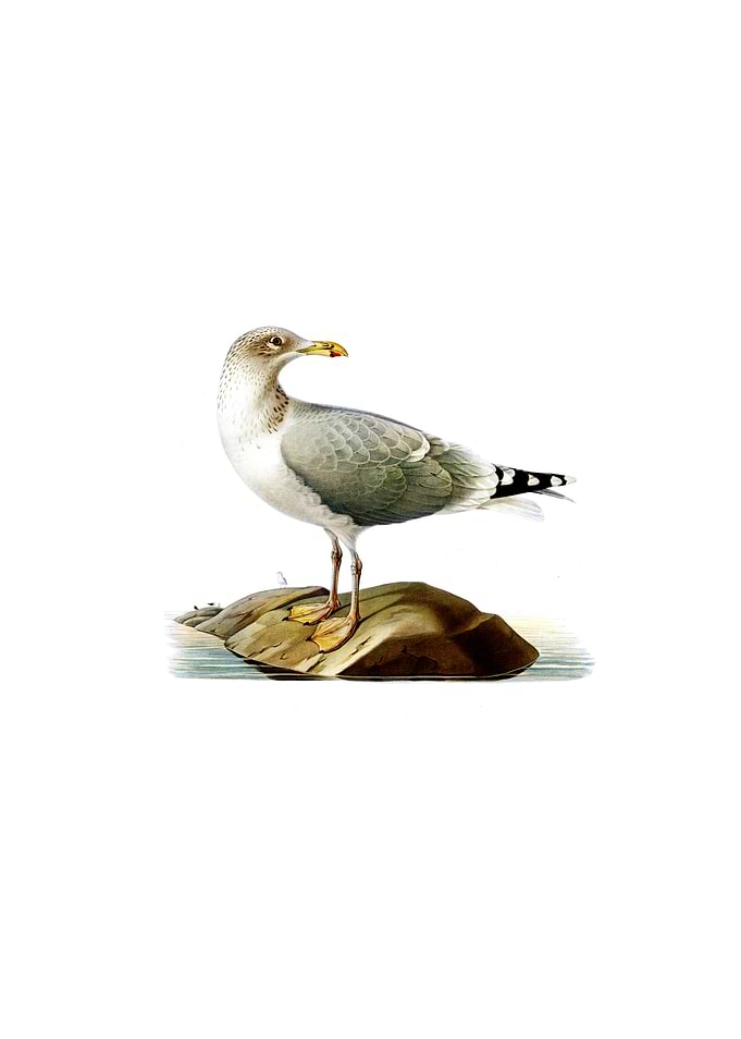 European Herring Gull Bird