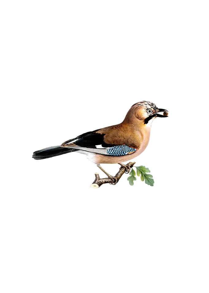 Vintage Eurasian Jay Bird