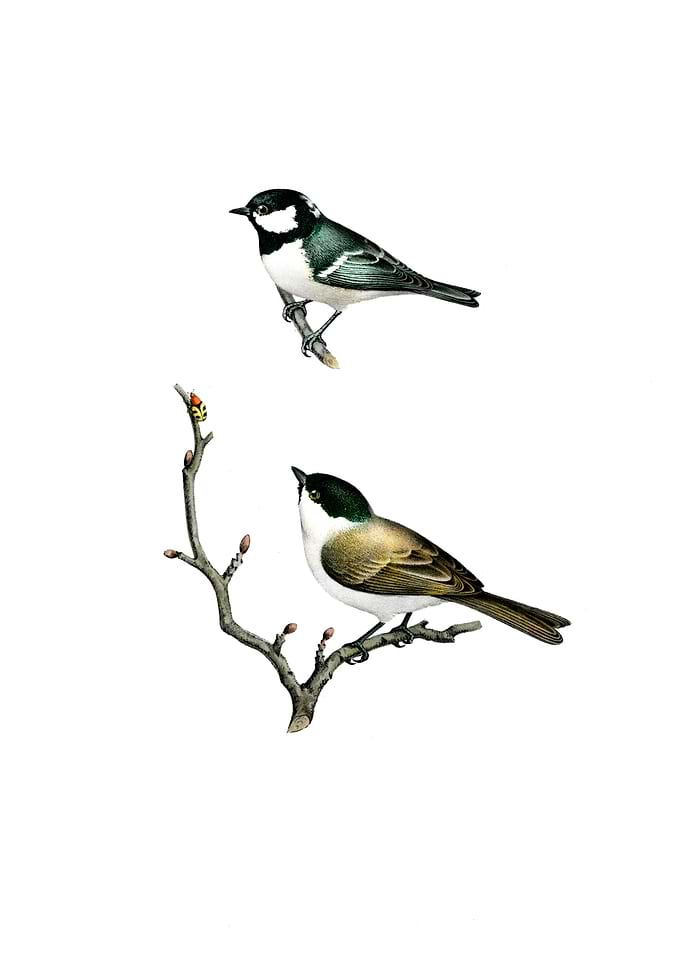 Coal And Marsh Tit Bird