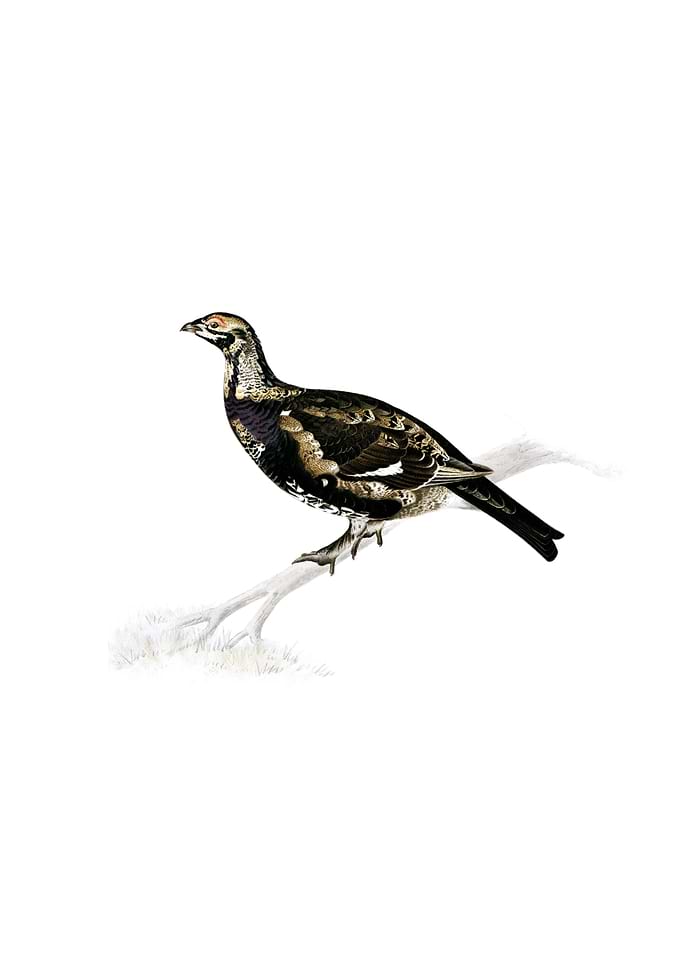 Grouse Ptarmigan Bird
