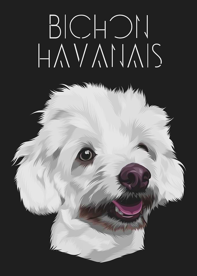 Bichon Havanais