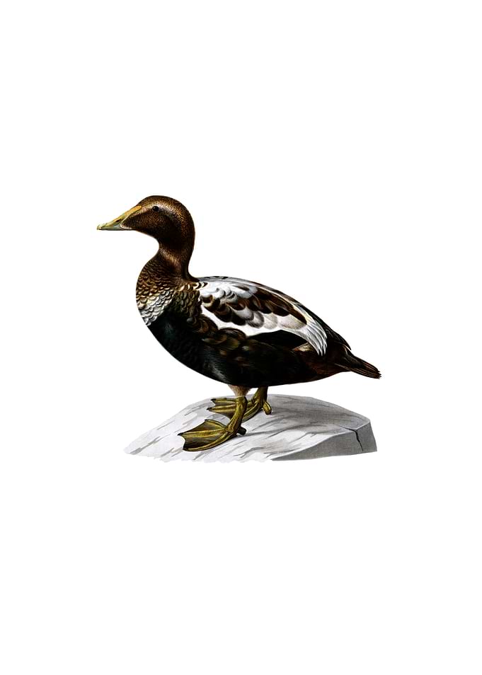 Vintage Eider Duck Bird