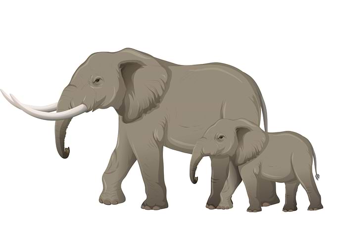 Elephant Cute