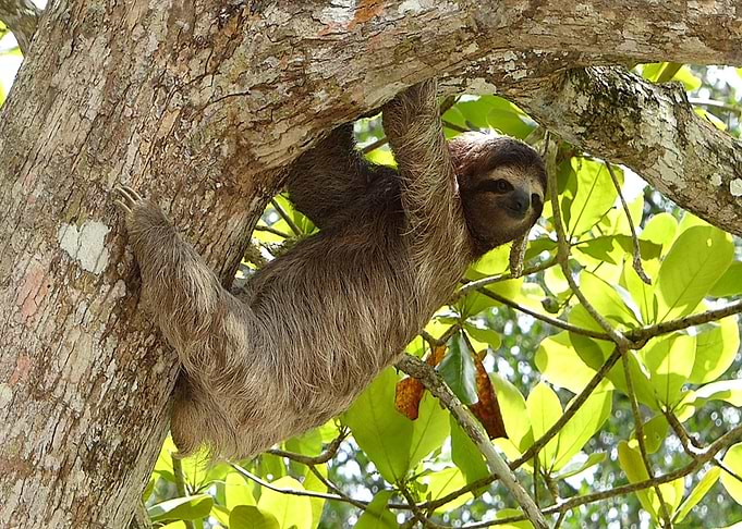 Sloth Animal on Tree