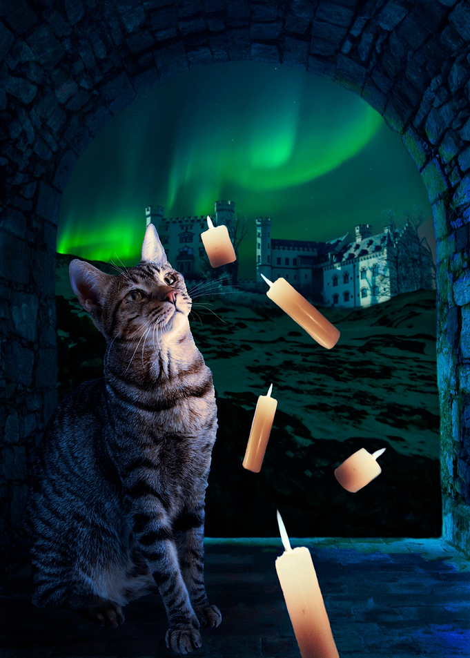 Cat wizard