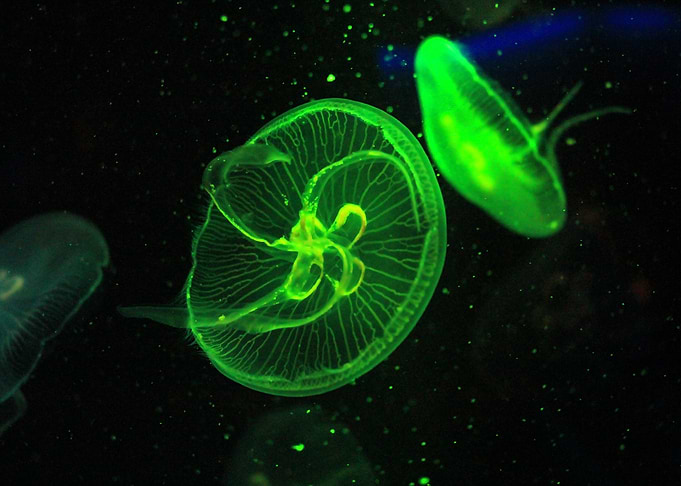 Vibrancy underwater