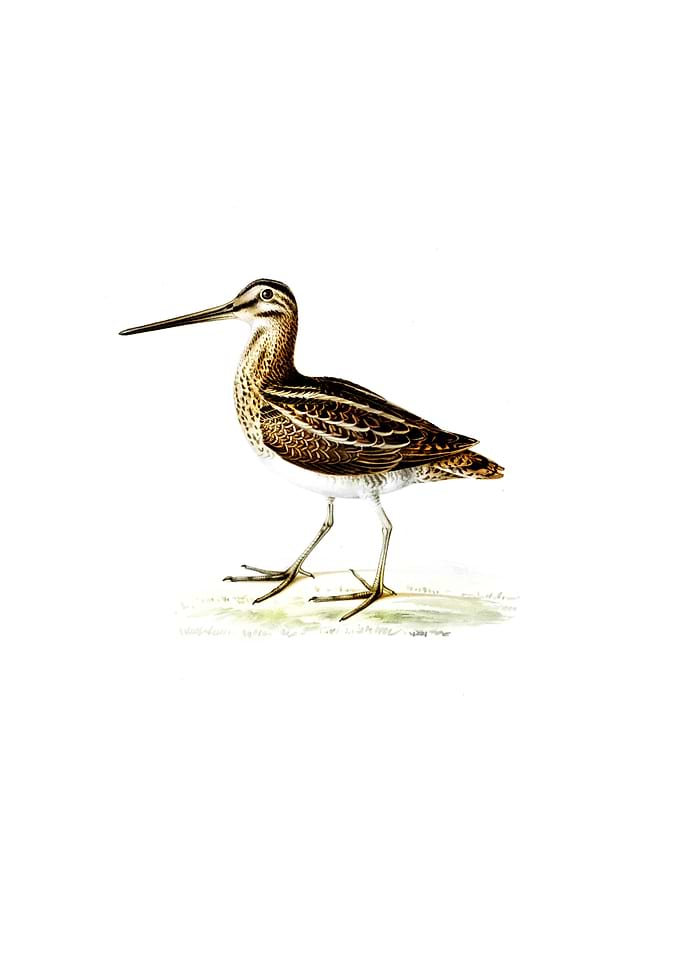 Vintage Common Snipe Bird