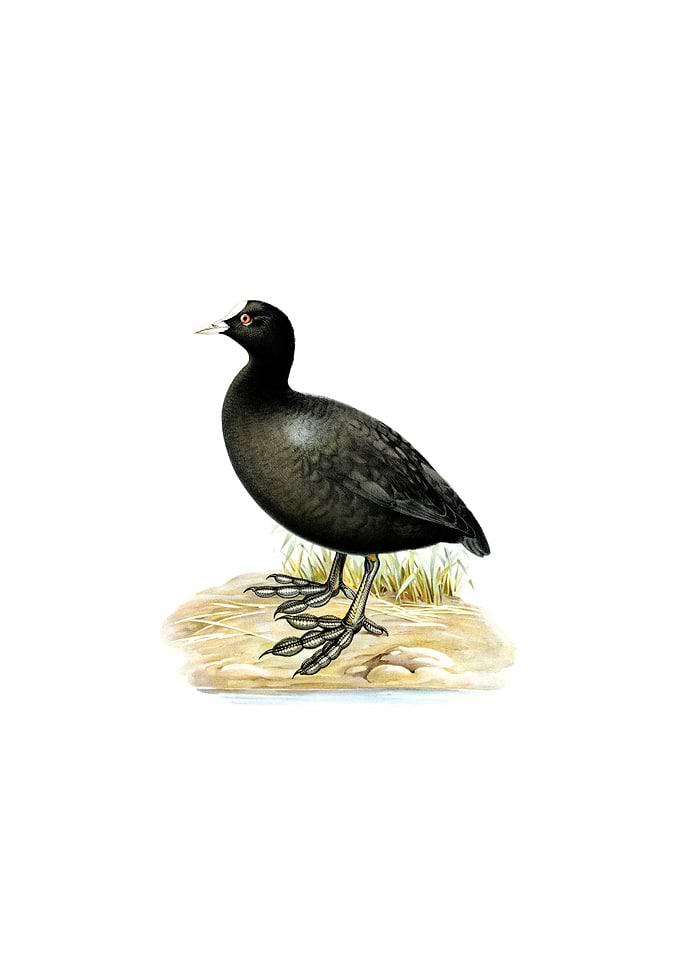 Vintage Eurasian Coot Bird