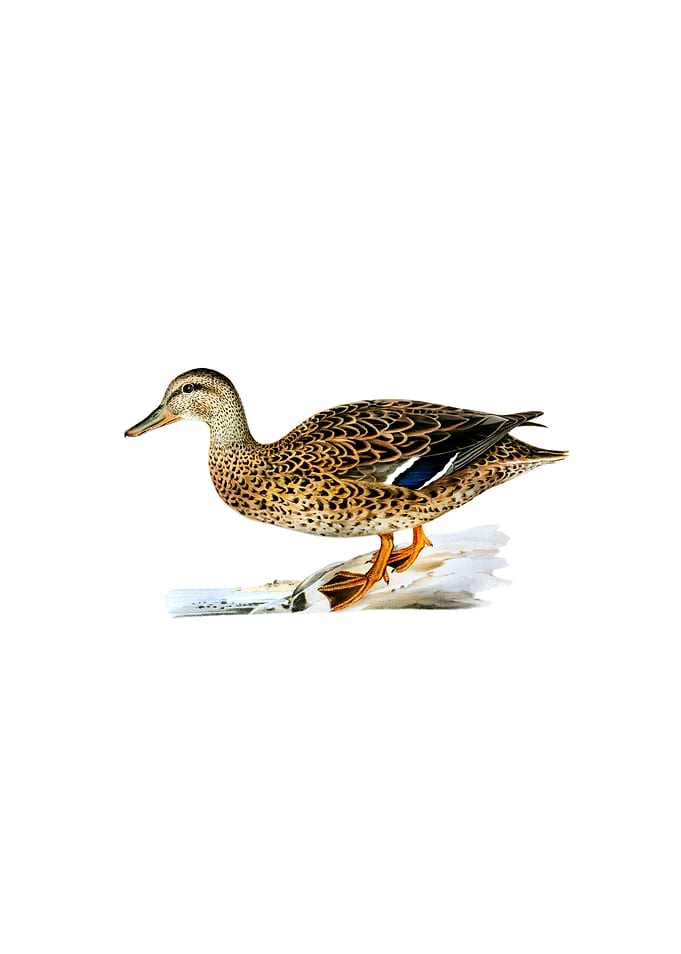 Vintage Mallard Duck Bird
