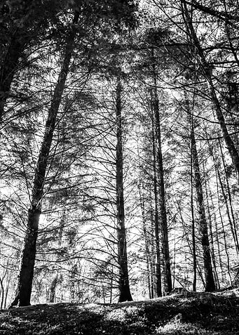 Magnificent Trees