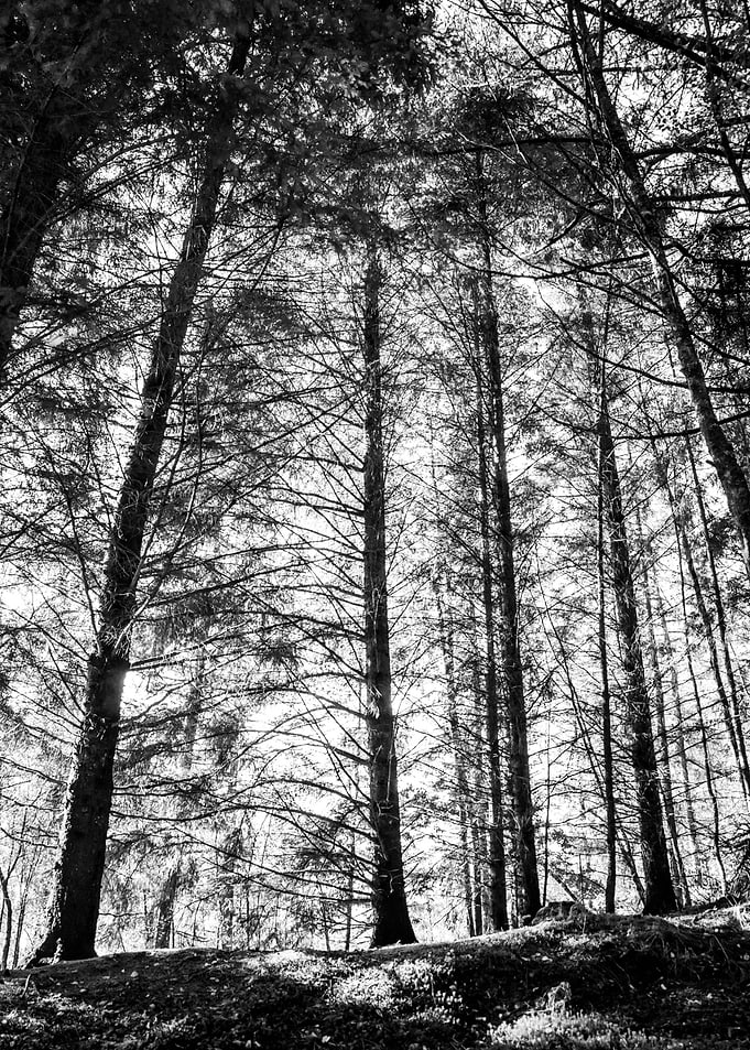 Magnificent Trees