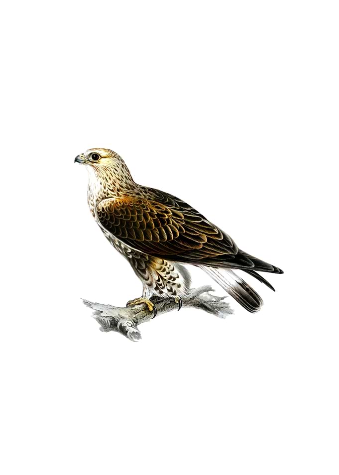 Vintage Rough Legged Hawk