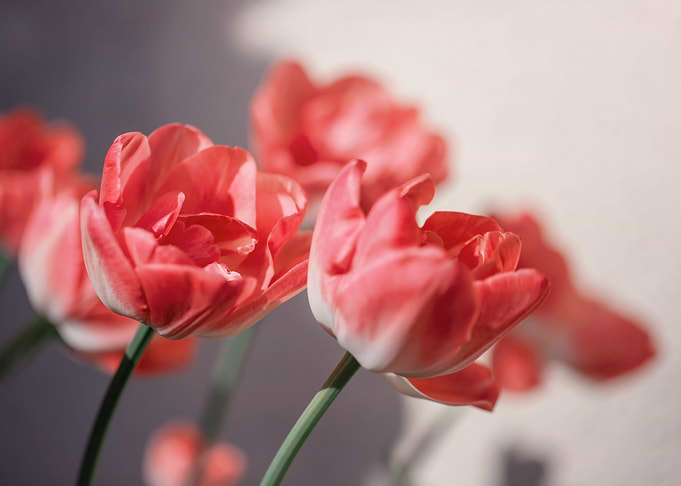 Red tulips, garden, macro