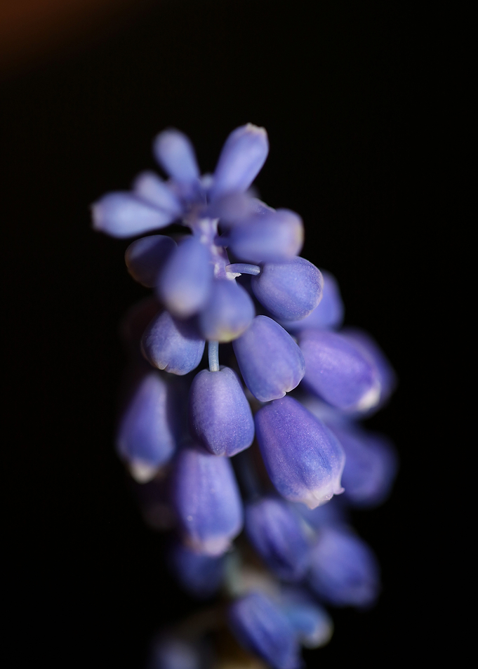 Muscari neglectum flower