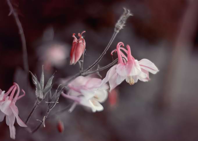 Spring pink flower, garden