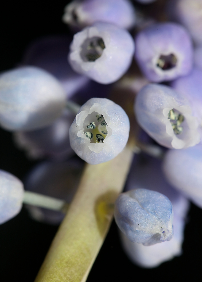 Muscari neglectum flower