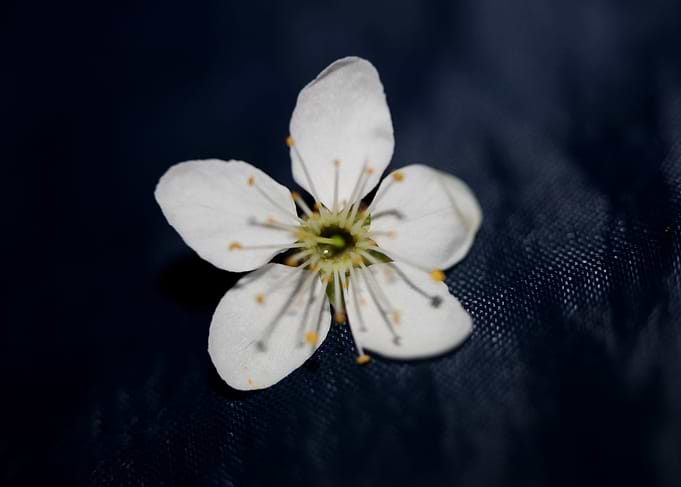 Prunus spinosa Rosaceae