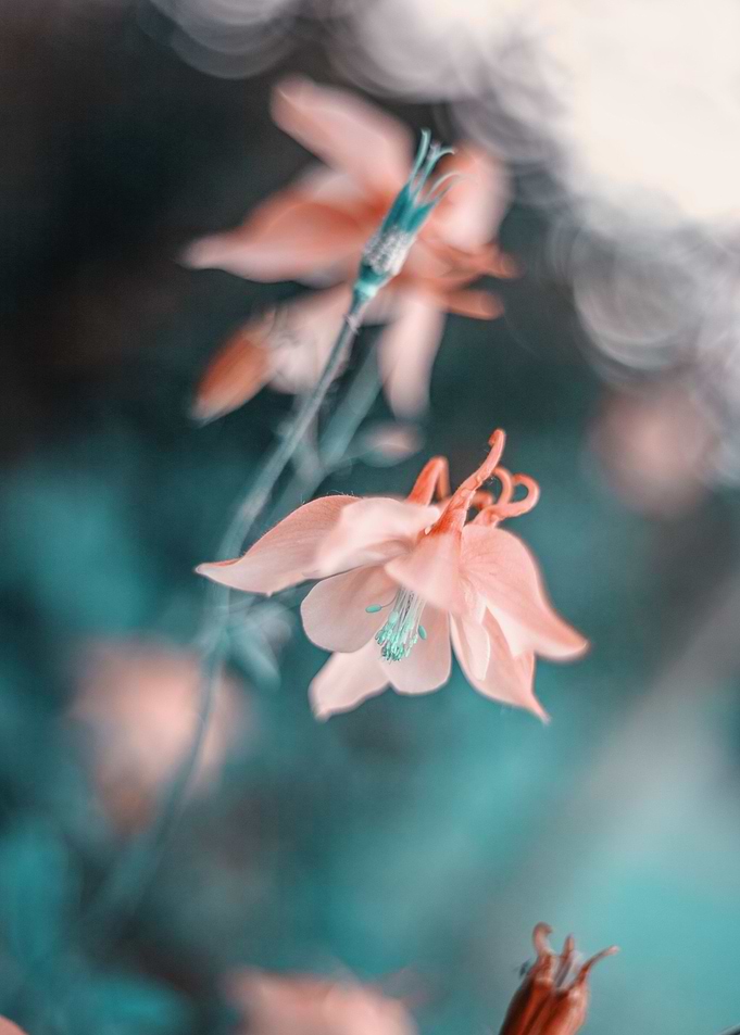 Summer meadow,macro flower