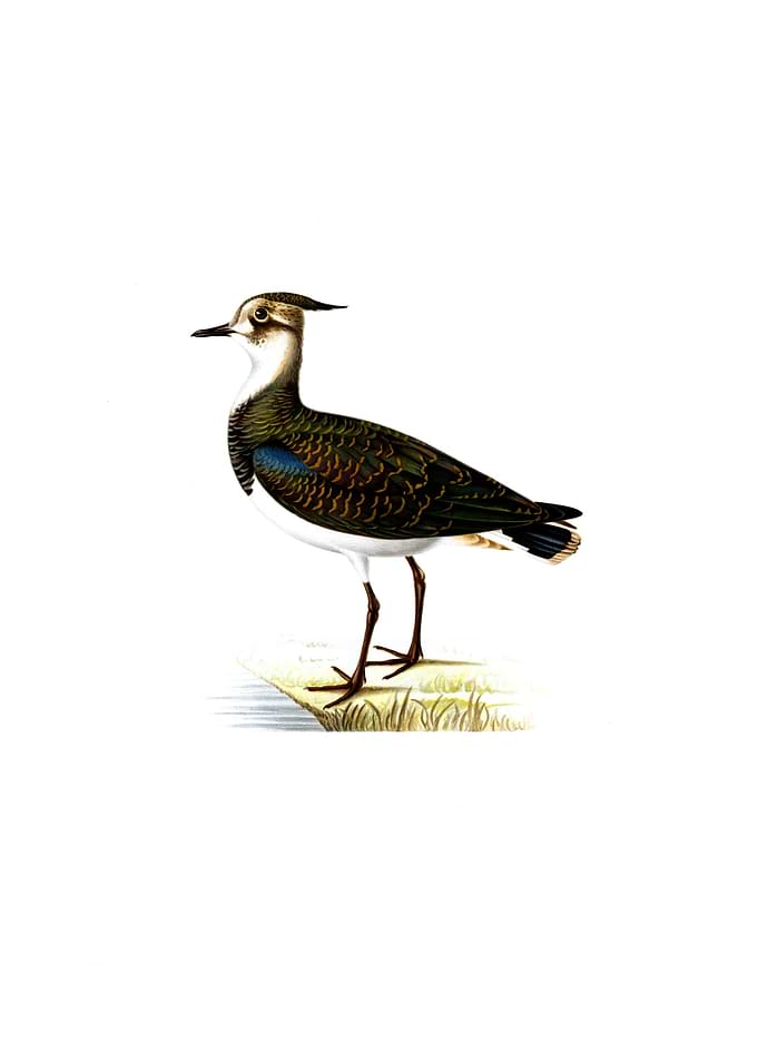 Nortnern Lapwing Bird