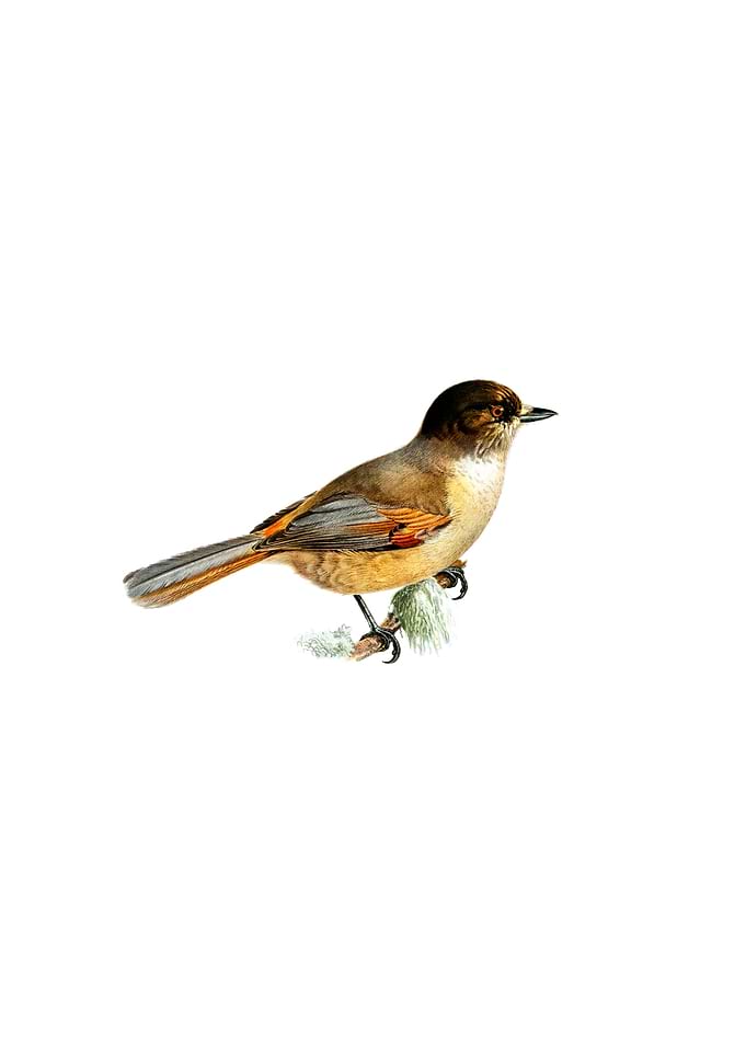 Vintage Siberian Jay Bird