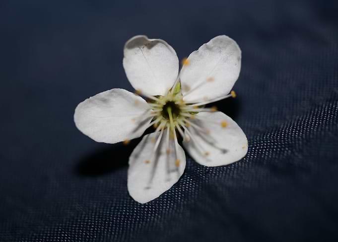 Prunus spinosa Rosaceae