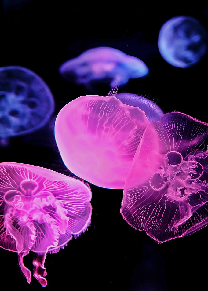 Jellyfish Blue Pink