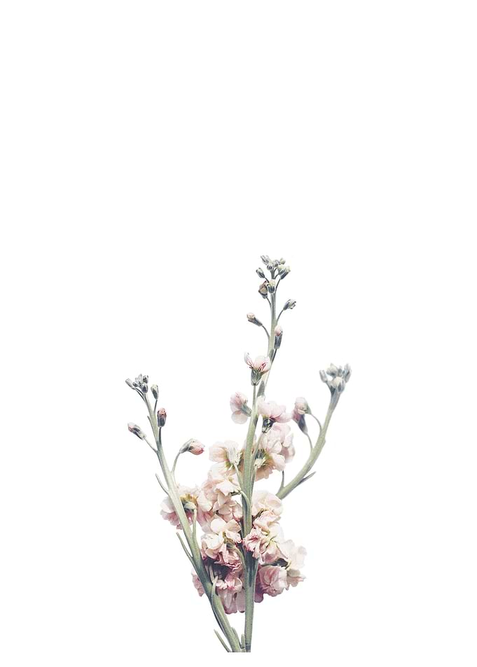 Minimal Floral