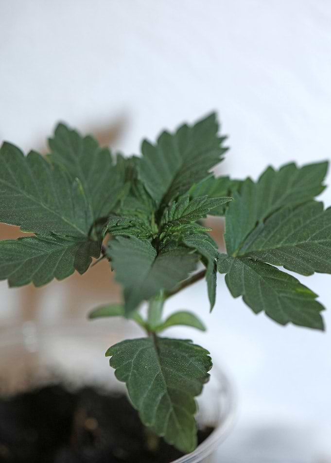 Marihuana leaves close up