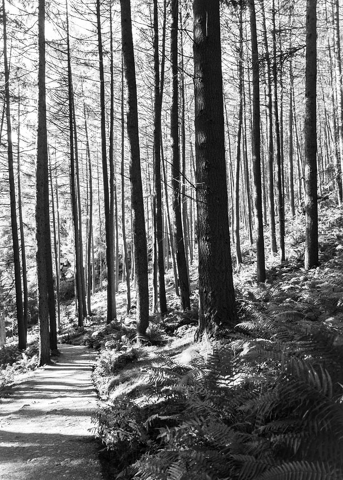 Woodland Path
