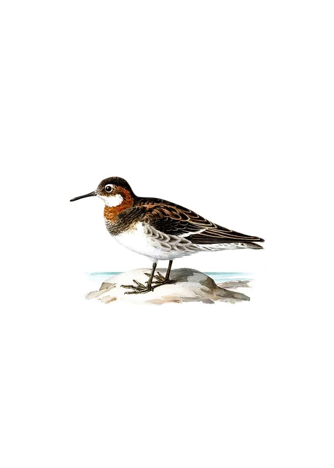 Red Necked Phalarope Bird