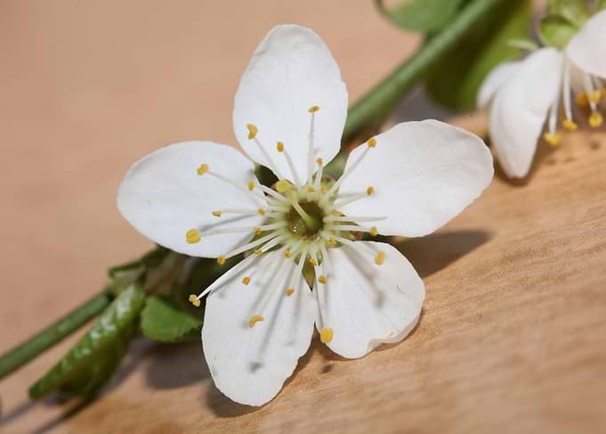 Prunus flower Rosaceae