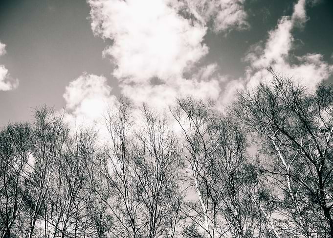 Woodland Skyline