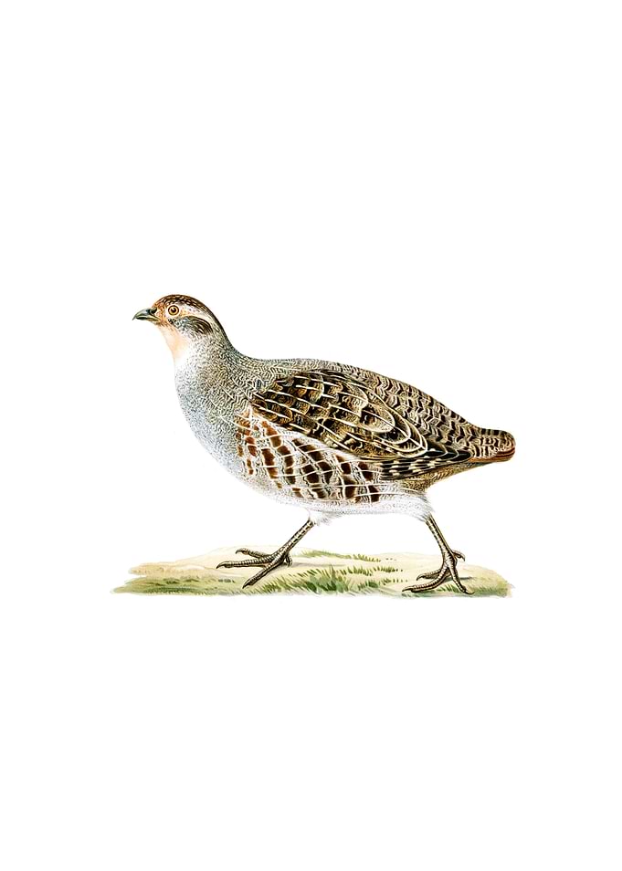 Grey Partridge Bird
