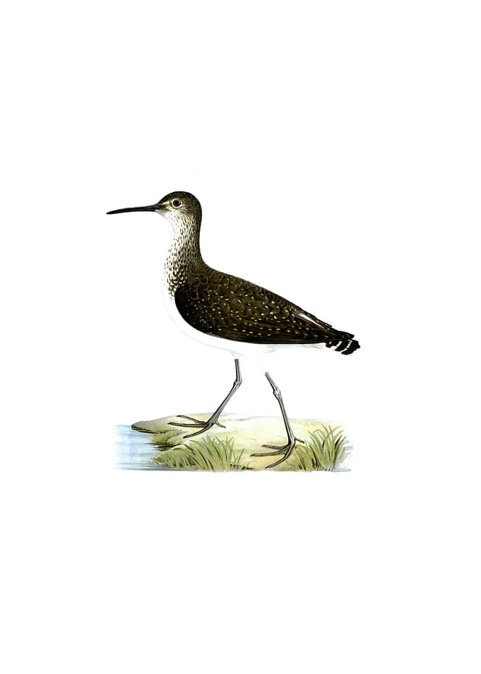 Green Sandpiper Bird