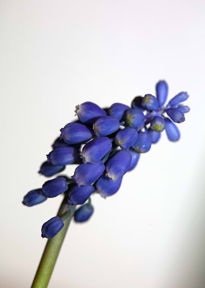 Muscari neglectum flower
