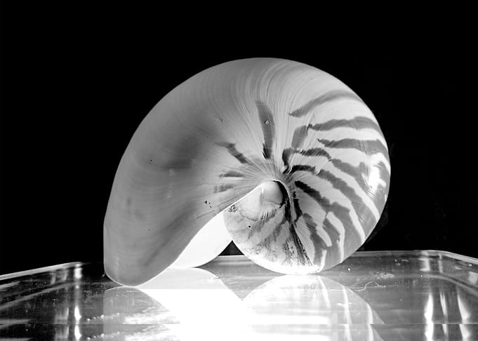 Behold the Seashell