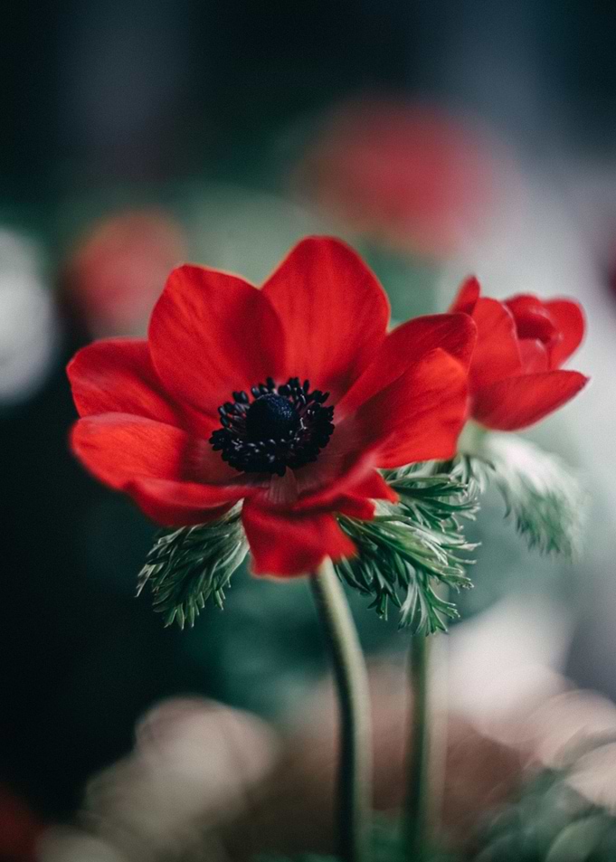 Dark Red 2