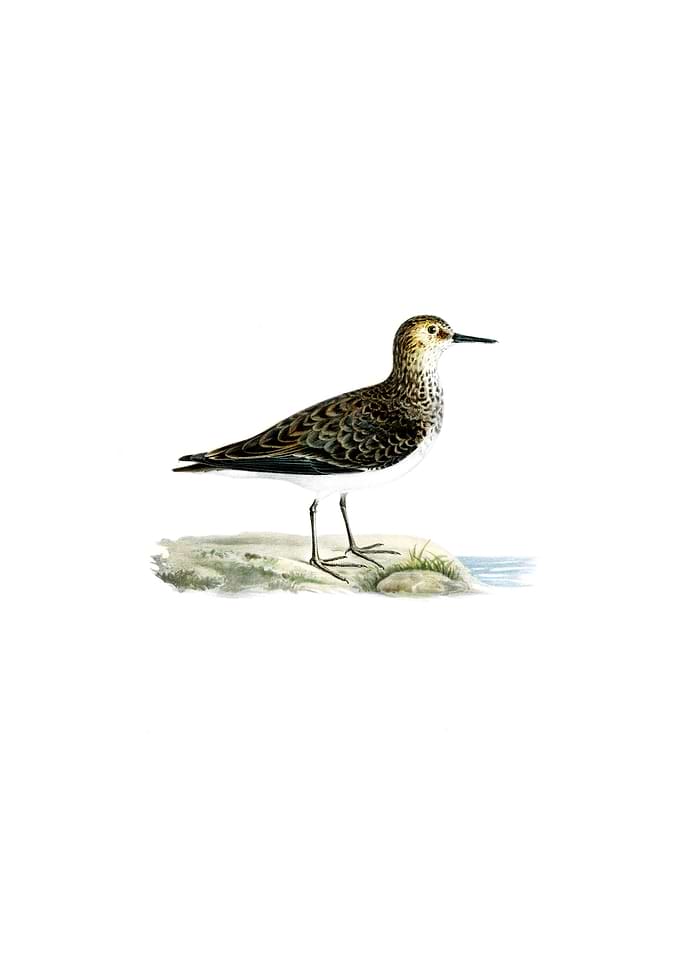 Temmincks Stint Bird