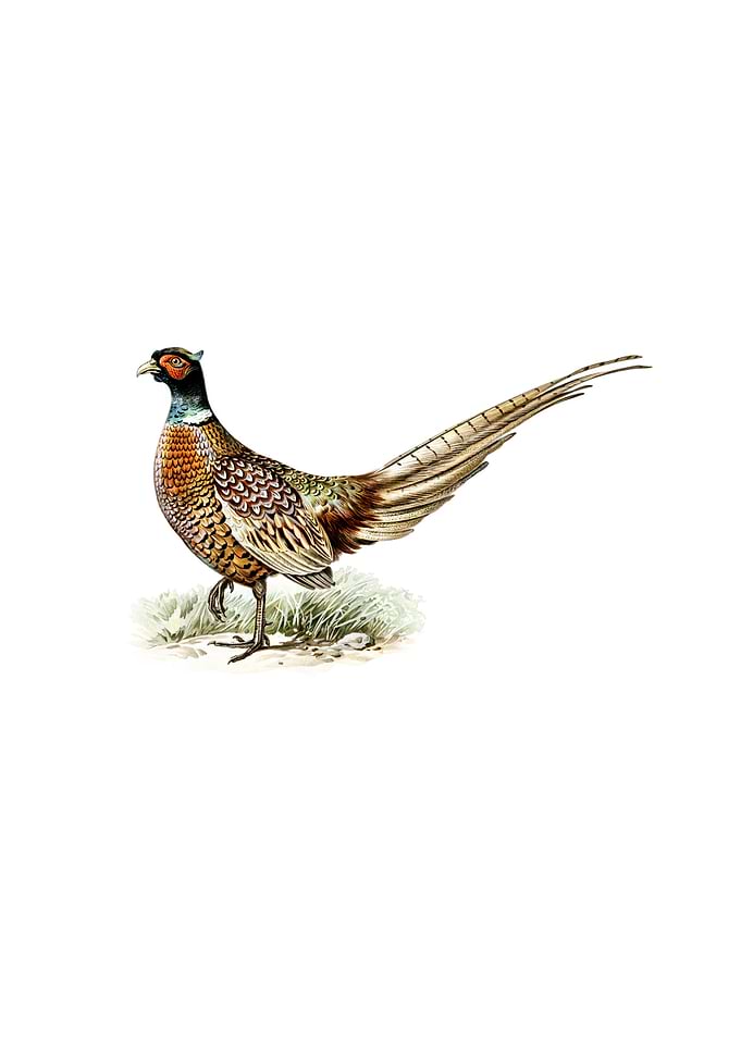 Ring Necked Pheasant Bird