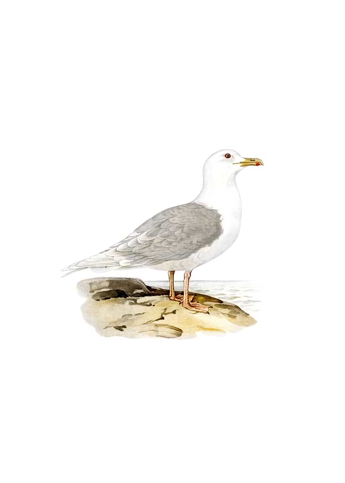 Vintage Iceland Gull Bird